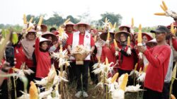 Hadiri Panen Raya Jagung, Tri Adhianto Didaulat Cawalkot Paling Peduli Petani