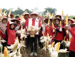 Hadiri Panen Raya Jagung, Tri Adhianto Didaulat Cawalkot Paling Peduli Petani