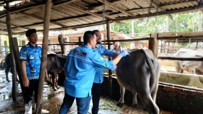 Menyelamatkan Kerbau Pampangan dari Kepunahan